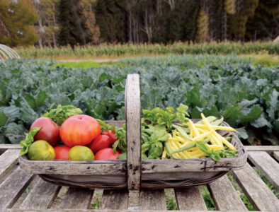 Fresh Summer Recipes: Cooking With Basil, Green Beans and Tomatoes Image